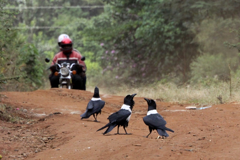 crows vs motorcycle